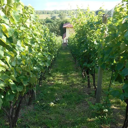 Apartment Vinny Dom Vinicky