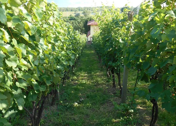 アパート Vinny Dom Viničky